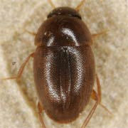 Nargus anisotomoides