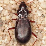 Nebria castanea