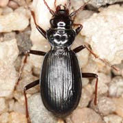 Nebria germari