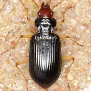 Nebria picicornis