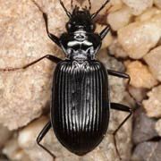 Nebria rufescens