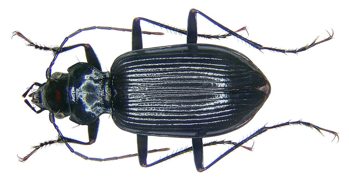 Nebria