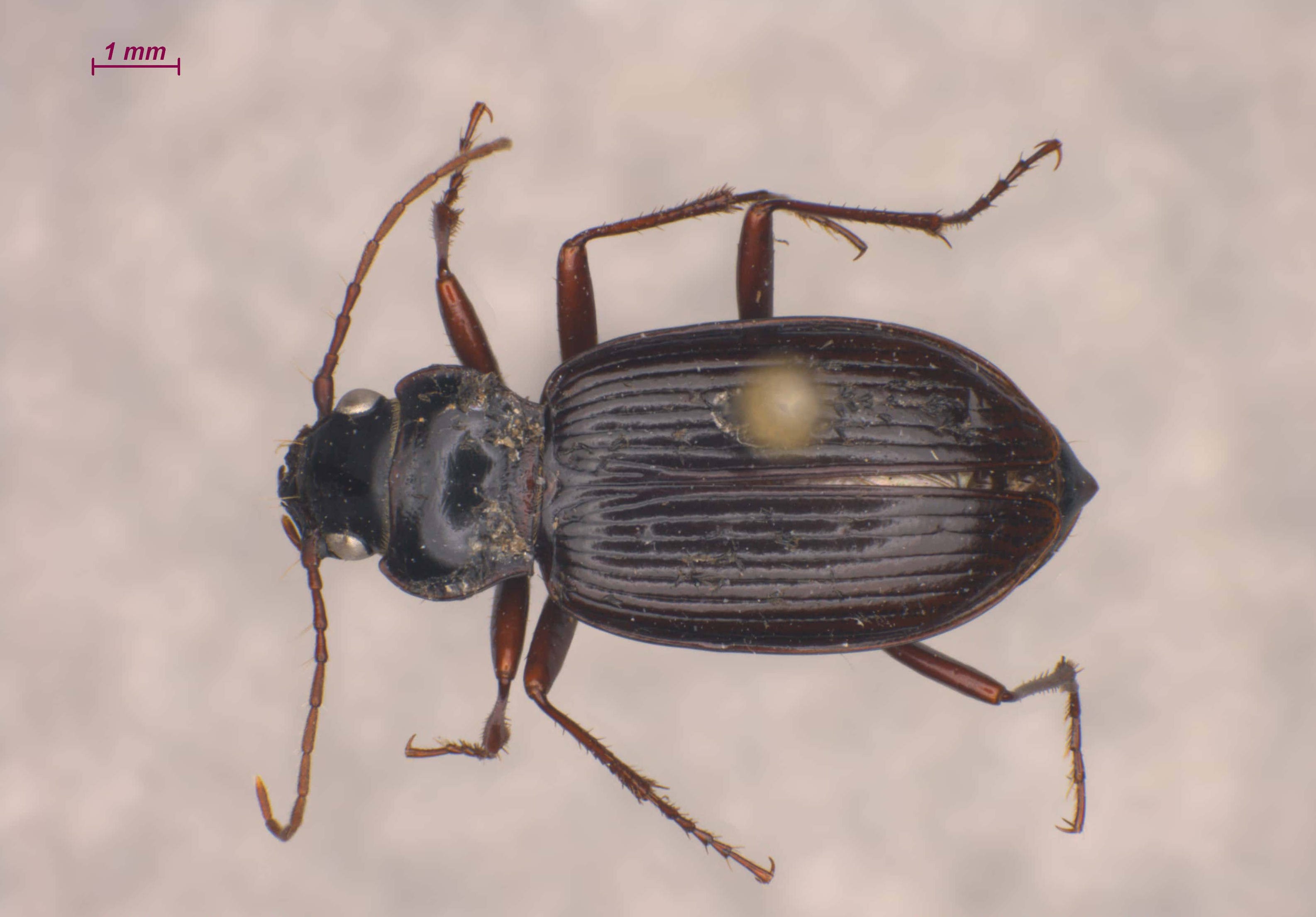 Nebriinae