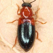 Necrobia ruficollis