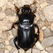 Necrophorus humator