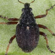 Neophytobius quadrinodosus