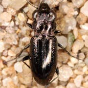 Notiophilus aesthuans