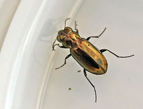 Notiophilus biguttatus