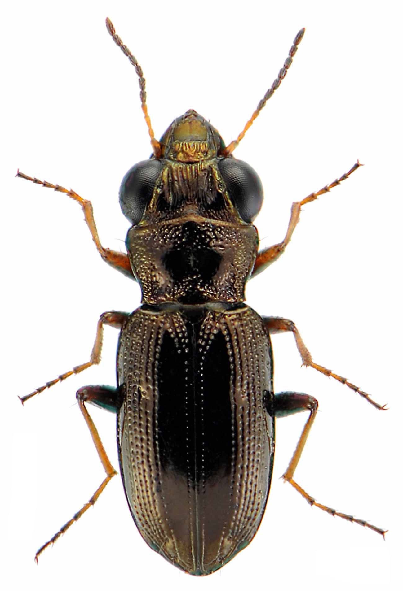 Notiophilus rufipes