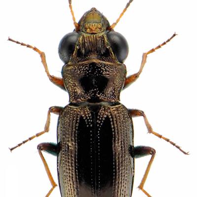 Notiophilus rufipes