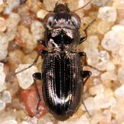 Notiophilus germinyi