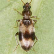 Notoxus trifasciatus