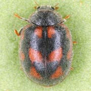 Novius cruentatus