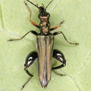 Oedemera flavipes