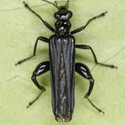 Oedemera tristis