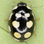 Oenopia lyncea