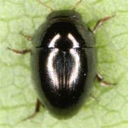 Olibrus millefolii