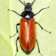 Omophlus lepturoides