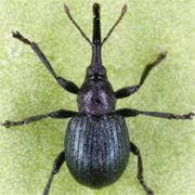 Omphalapion buddebergi