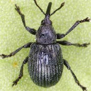 Omphalapion dispar