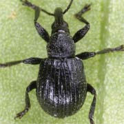 Omphalapion laevigatum