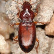 Ophonus cordatus