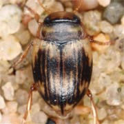 Oreodytes sanmarkii