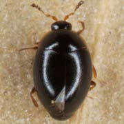 Orthoperus punctulatus