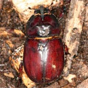 Oryctes nasicornis