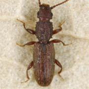 Oryzaephilus surinamensis