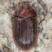 Ostoma ferruginea