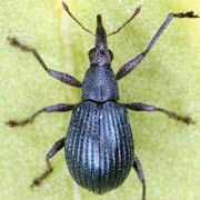 Oxystoma pomonae