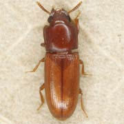 Palorus subdepressus