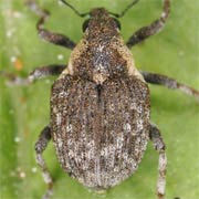 Pelenomus olssoni