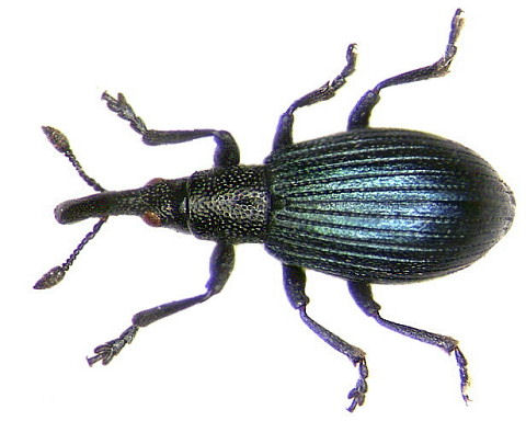 Perapion violaceum