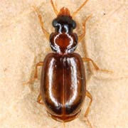 Perigona nigriceps