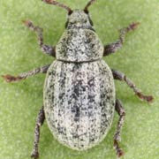 Peritelus leucogrammus