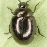 Phaedon laevigatus