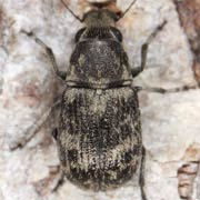 Phaeochrotes cinctus