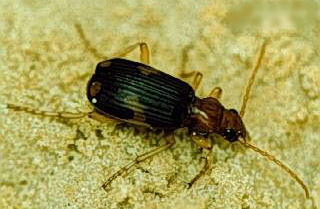 Pheropsophus aequinoctialis