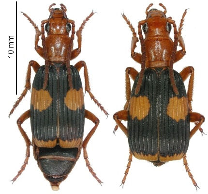 Pheropsophus africanus