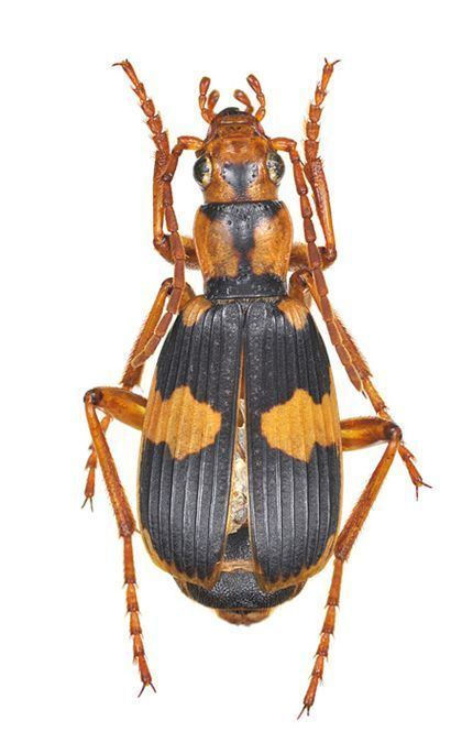 Pheropsophus jessoensis