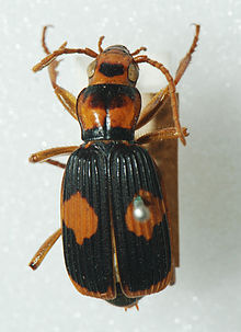 Pheropsophus