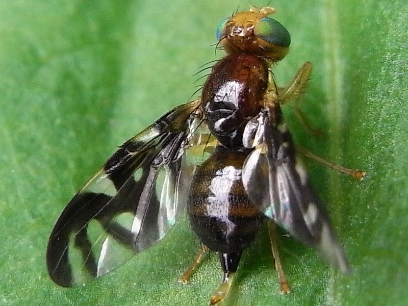 Philophylla heraclei