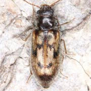 Phloiophilus edwardsii