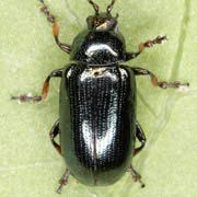 Phratora tibialis