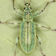 Phyllobius arborator