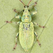 Phyllobius maculicornis