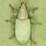 Phyllobius virideaeris