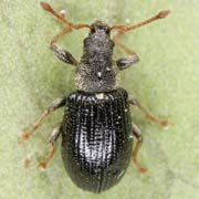 Phyllobius viridicollis